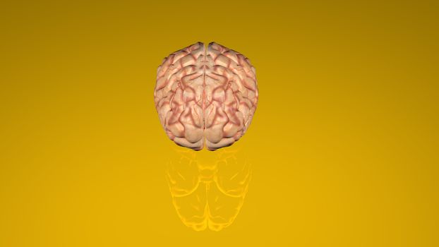 Human brain isolated on a colored background. Anatomical 3D model of human brain for medical students. 3D rendered model