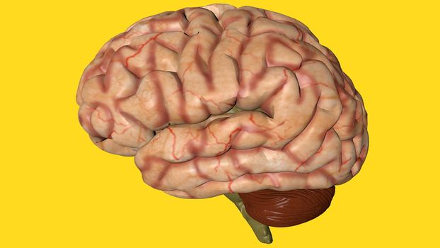 Human brain isolated on a colored background. Anatomical 3D model of human brain for medical students. 3D rendered model