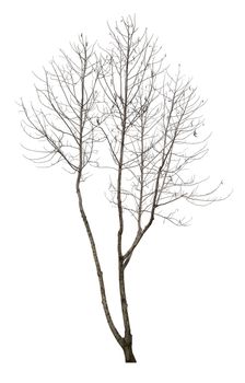 Dead tree isolated on white background