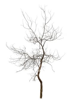 Dead tree isolated on white background