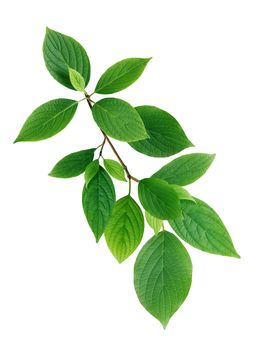 Twig with nice freshness green leaves on white background