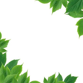 Nice green leaves as picture frame on white background
