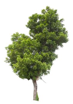 Beautiful green tree isolated on white background.