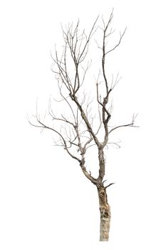 Dead tree isolated on white background