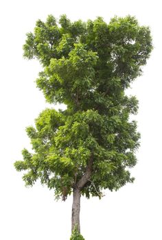 Beautiful green tree isolated on white background.