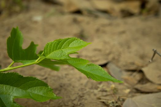 Beautiful mulberry leaf view from one side in the garden