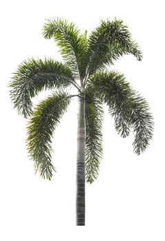 Beautiful green palm tree isolated on white background.