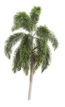 Beautiful green palm tree isolated on white background.