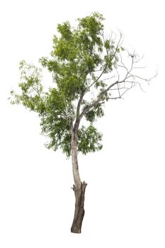 Beautiful green tree isolated on white background.