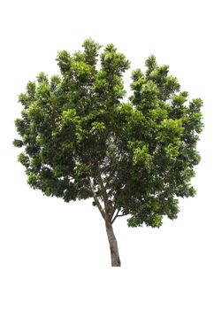 Beautiful green tree isolated on white background.