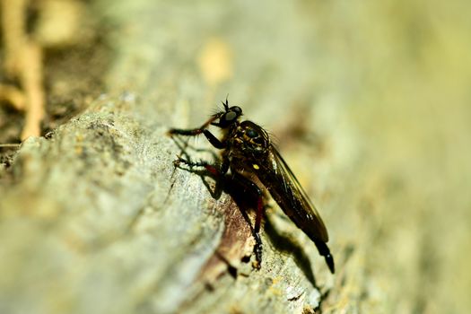 The name "robber flies" reflects their notoriously aggressive predatory habits; they feed mainly or exclusively on other insects and as a rule they wait in ambush and catch their prey in flight obtaining sufficient nourishment.