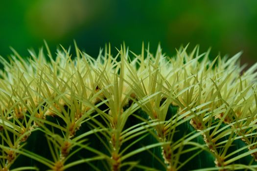 Cacti produce spines, always from areoles, which are structures unique to cacti. Areoles typically appear as woolly or hairy areas on the stems from which spines emerge.