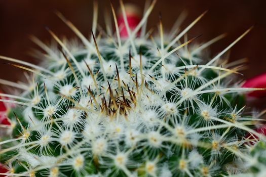 Cacti produce spines, always from areoles, which are structures unique to cacti. Areoles typically appear as woolly or hairy areas on the stems from which spines emerge.