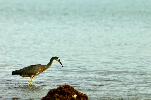 White-faced heron is a common bird throughout most of Australasia, including New Guinea, the islands of Torres Strait, Indonesia, New Zealand, and all but the driest areas of Australia.