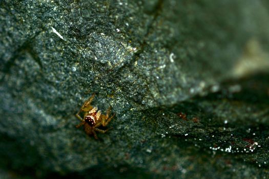 Jumping spiders are generally diurnal, active hunters. 