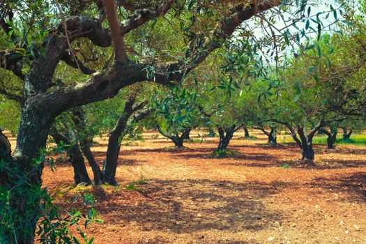 Olive trees (Olea europaea) grove in Crete, Greece for olive oil production. Horizontal camera pan