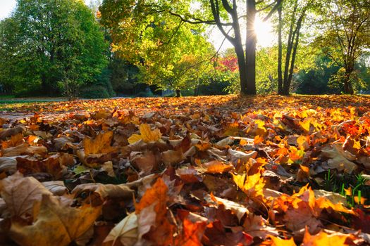 Golden autumn fall October in famous Munich relax place - Englischer Garten. English garden with fallen leaves and golden sunlight. Munchen, Bavaria, Germany