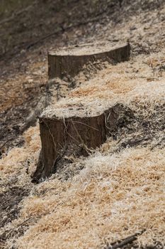 Forest tree stumps felled by the logging timber industry