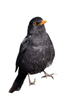 Blackbird (Turdus merula) songbird bird cut out and isolated on a white background