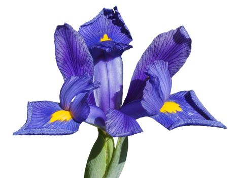 Iris reticulata which is a popular early flowering spring bulb cut out and isolated on a white background