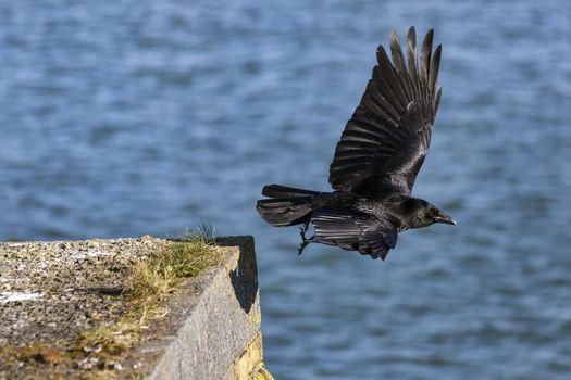 Jackdaw (Coloeus monedula) crow bird flying and frozen in flight