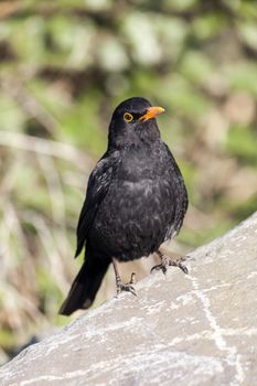 Blackbird (Turdus merula) songbird bird perched on a rock a common garden bird found in the UK and Europe