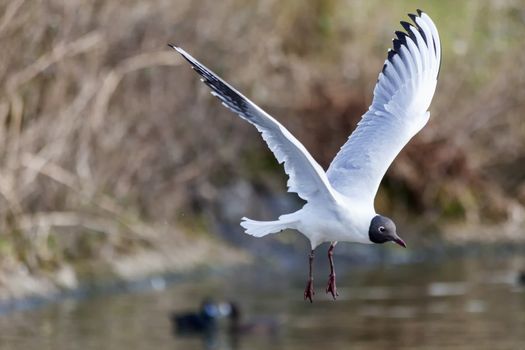 Black headed Gull ( Larus ridibundus) in flight which is a common seagull sea bird