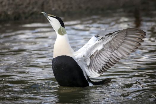 Common Eider Duck ( Somateria mollissima) sea bird which was used to make eiderdown