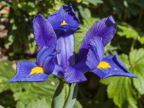 Iris reticulata flower which is a popular early flowering spring bulb