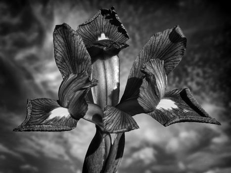 Iris reticulata which is a popular early flowering spring bulb monochrome black and white image