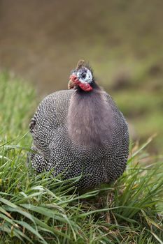 Guinea fowl game bird portrait with a grassland background