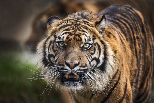 Tiger front view staring and looking straight ahead