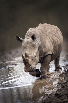 Rhinoceros animal portrait with a slight front view angle