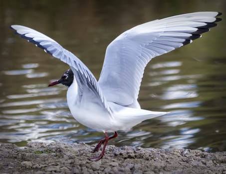 Black headed Gull ( Larus ridibundus) bird with wings in flight