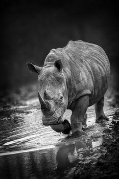 Rhinoceros animal portrait with a slight front view angle monochrome black and white image