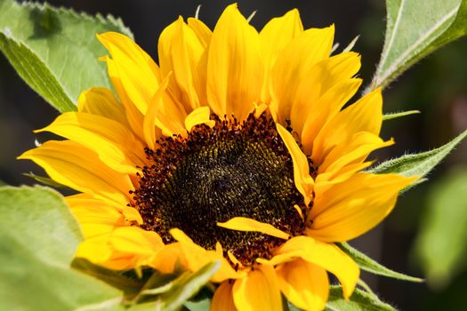 Sunflower (helianthus) a large yellow flower native to North America