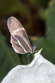 Tropical butterfly resting on a peace plant showing it's rolled up tongue