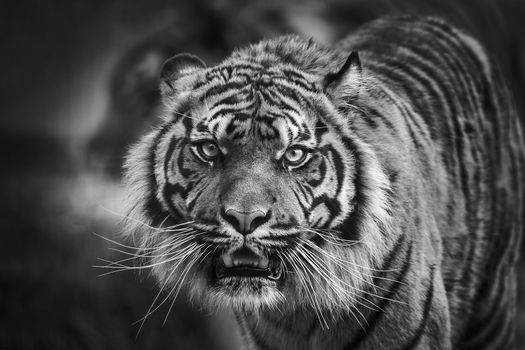 Tiger animal portrait front view staring and looking straight ahead monochrome lack and white image