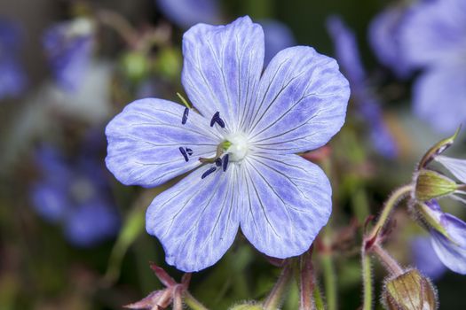 Geranium cinereum a popular hardy perennial garden plant