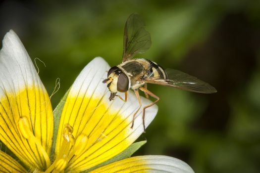 Hoverfly insect on a Poached Egg Plant flower