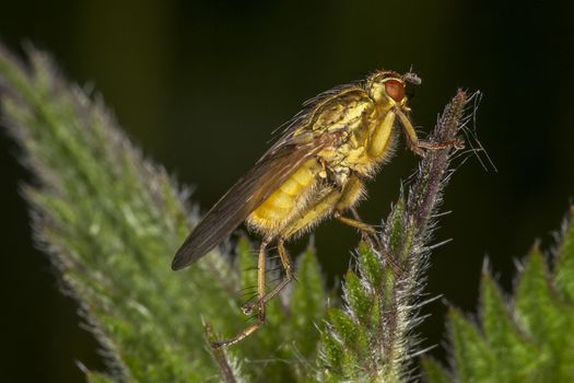 Yellow Dung Fly (Scathophaga stercoraria) insect on a stem of a plant flower