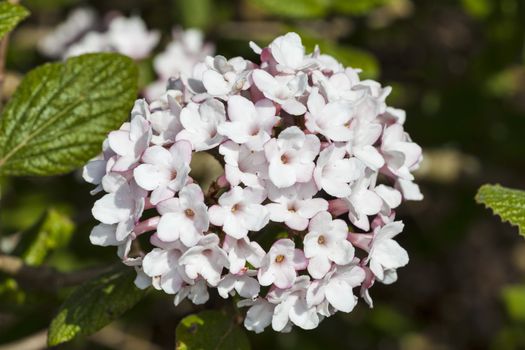 Viburnum carlessii 'Aurora'  a pink white winter flowering shrub which has highly fragrant flowers in bloom