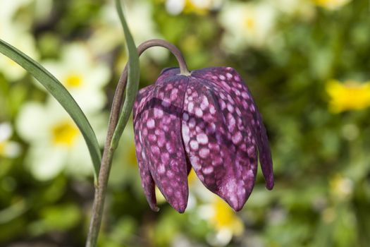 Fritillaria meleagris commonly known as snake's head fritillary is a common spring flowering bulb plant