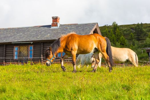 Wildlife in Norway. Scandinavian fjord beautiful horses on pasture eat grass on field in summer rainy weather.