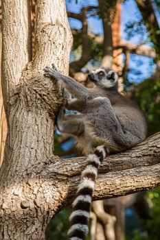 Lemur sits on a branch and looks around. Close up of a ring-tailed lemur. Ring-tailed lemur catta.