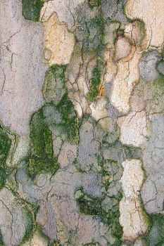 Detailed surface of trees bark