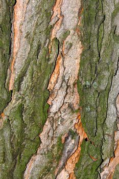 Detailed surface of trees bark