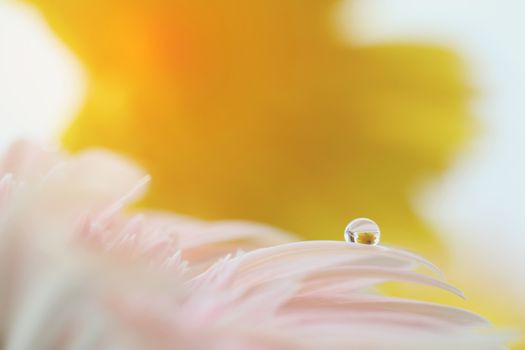 Gerbera flowers with raindrop