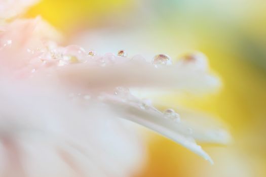Gerbera flowers with raindrop