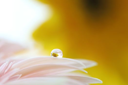 Gerbera flowers with raindrop